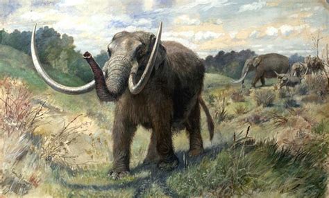 MASTODON TOOTH MASTODON TEETH MASTODON FOSSIL