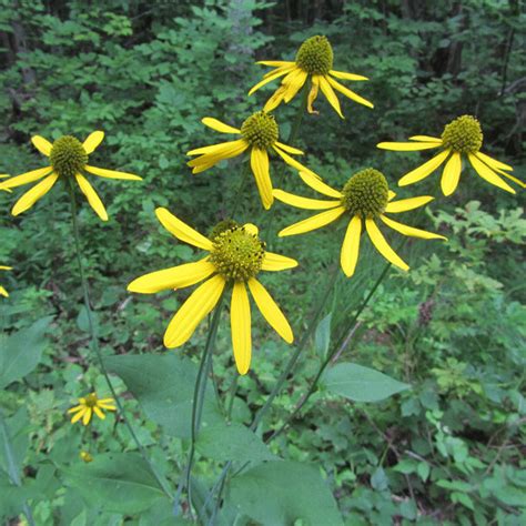 Rudbeckia laciniata, Cutleaf Coneflower - Keystone Wildflowers