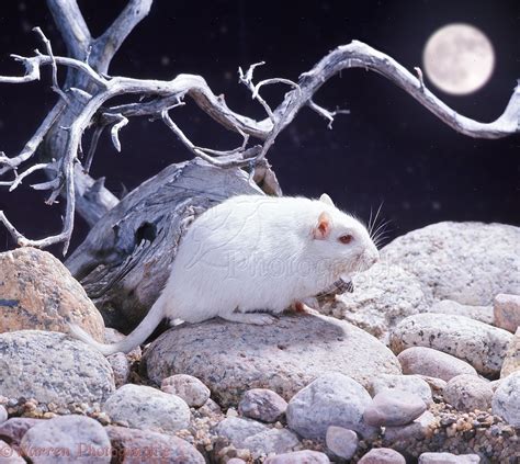 Albino gerbil on pebbles at night photo WP08699