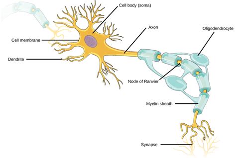 Neurons and Glial Cells | Biology II