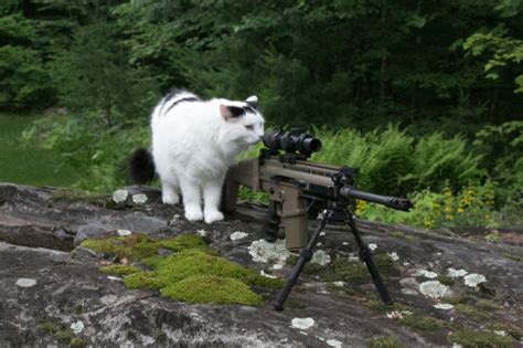 FMJ 556 X45 | Snipercat