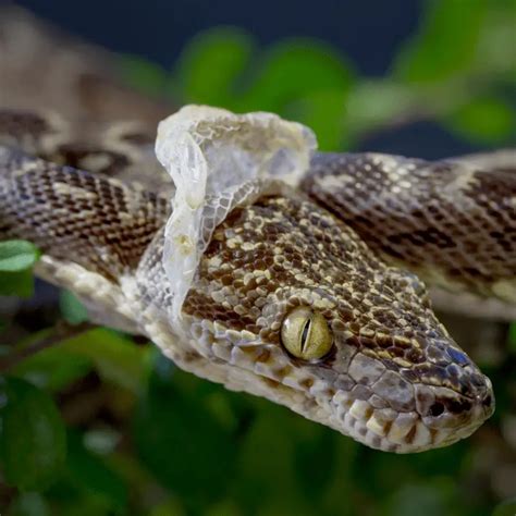 How Often Do Snakes Shed Their Skin? (Shedding Process) - Petrapedia