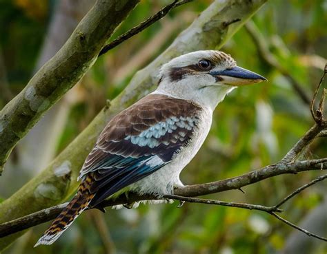 29 Birds That Start With L - Sonoma Birding