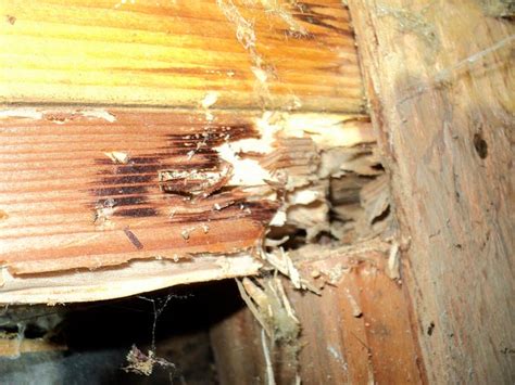 Drywood Termites: Signs, Damage, Prevention & Treatment Cost | PestsGuide