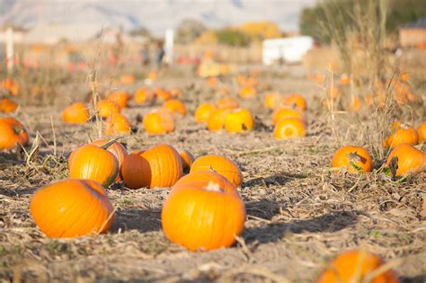 Pumpkin Patch | Studt Farms