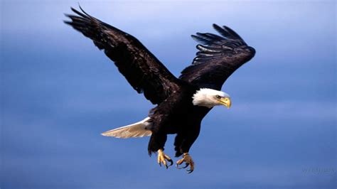 Eagle Flying HD Wallpapers - Top Free Eagle Flying HD Backgrounds ...