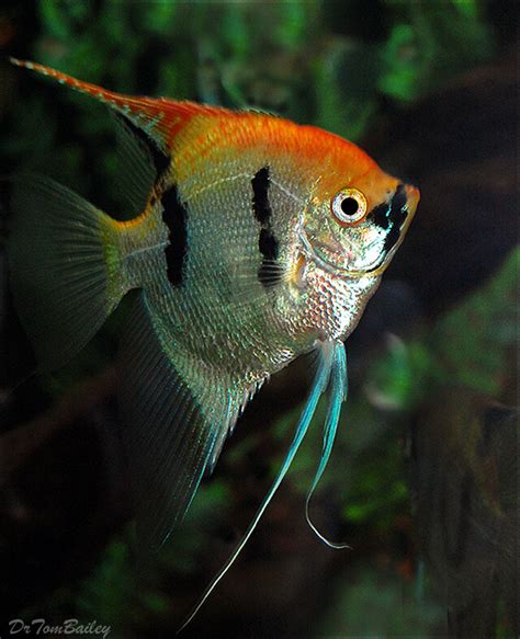 Premium Rare, Gold Marbled Pearlscale Angelfish