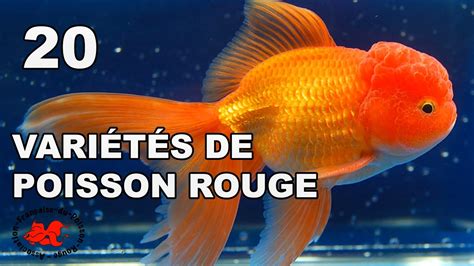 Poisson rouge : Variétés et races - YouTube