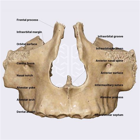 Maxilla (overview and parts) | Skull | Head and Neck | Anatomy.app ...