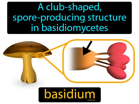 Basidium Definition & Image | GameSmartz