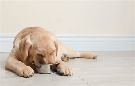 Top 12 Dog Foods For Golden Retriever Puppies in 2024 | PetStruggles