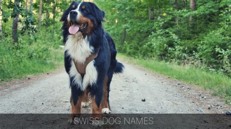 Ultimate List of the Top 500+ Bernese Mountain Dog Names - Swiss ...