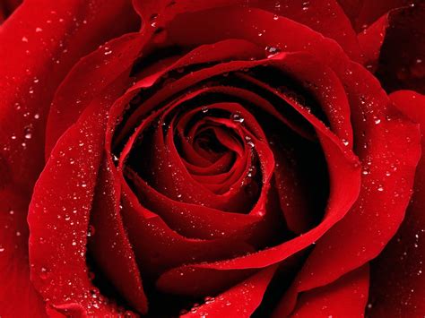 837 Background Flower Red Rose Images - MyWeb