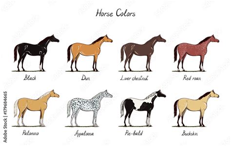 Horse color chart set. Equine coat colors with text. Types of horses ...