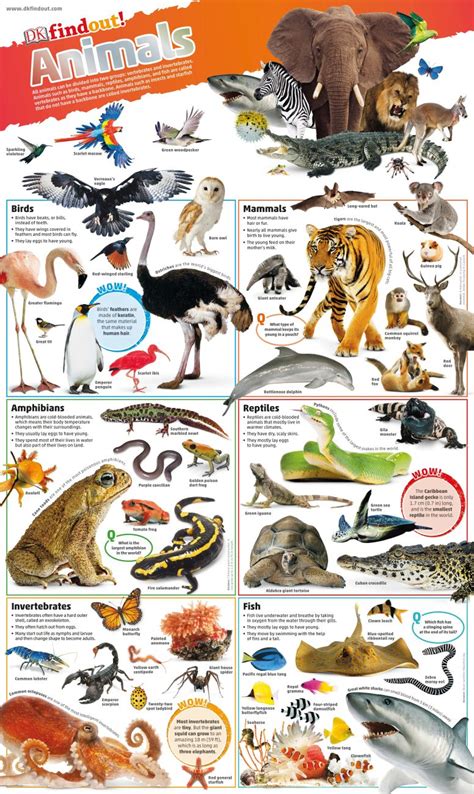 DKfindout! Animals Poster | DK UK