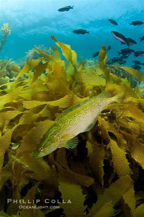 Giant Kelpfish, Master of Camouflage – Natural History Photography Blog