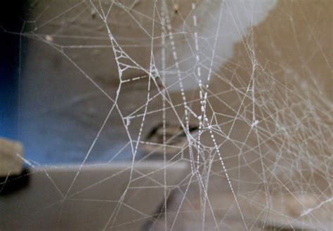 Black Widow Spider Web | The Bug Guy