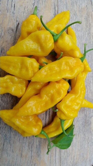 Yellow Ghost pepper | Stuffed peppers, Food, Ghost peppers