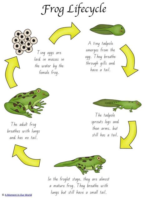 Frog Life Cycle Activity Pack | Life cycles activities, Frog life cycle ...