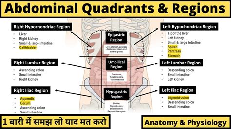 Abdominal Anatomy | Regions, Quadrants & Organs | Anatomy & Physiology ...