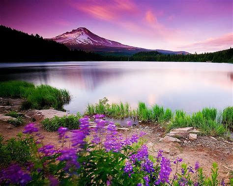 Purple Dream, background, calm, green, lake, mountain, nature, vision ...