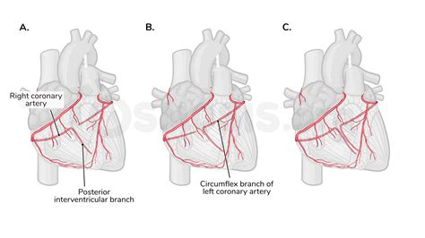 Anatomy of the coronary circulation | Osmosis