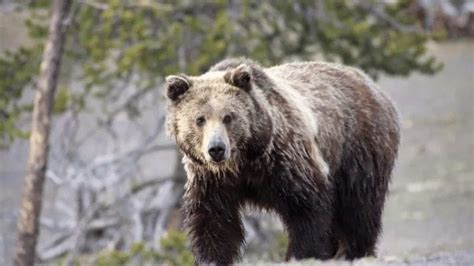 Grizzly Bear Advisory Council working on habitat and hunting for final ...