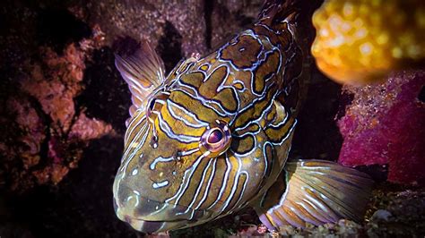 Giant Hawkfish Huatulco Mexico | My Mola