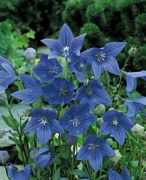 Balloon Flower Seeds | Platycodon | Perennial Flower Seeds