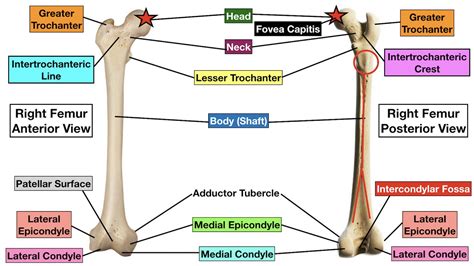 alloggiamento Relitto comune femur body immagine guarda dentro sempre più