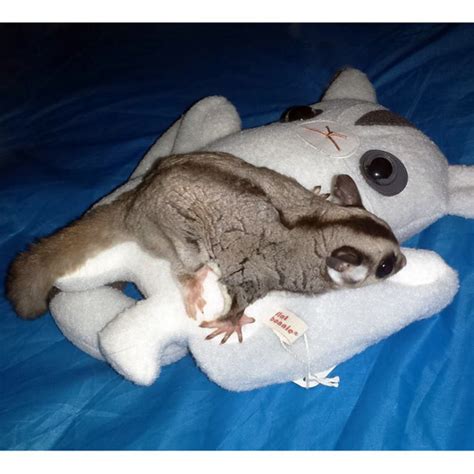 Sugar Glider Plush Doll Cute Stuffed Animal Soft Toy Kawaii - Etsy UK