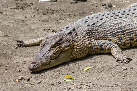 Photo of Saltwater crocodile (Crocodylus porosus), Gembira Loka Zoo ...