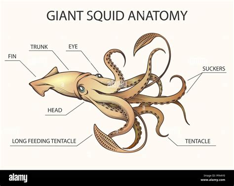 Squid Anatomy Colorful Illustration. Squid body parts drawn in retro ...