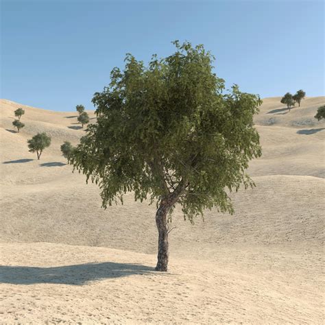 Ghaf Tree 01 3D Model $30 - .max .unknown .fbx - Free3D