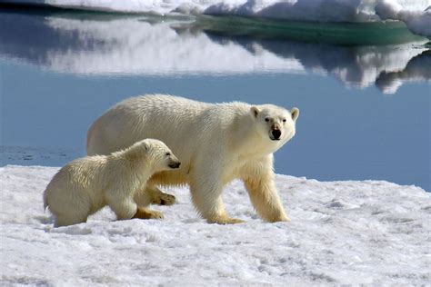 Key Information About Exploring the Arctic | Expeditions Online