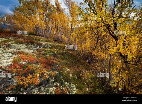 Birch trees in autumn colors in Dovrefjell national park, Norway Stock ...