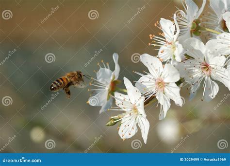 Flying worker bee stock image. Image of insect, bush, pollination - 2029499