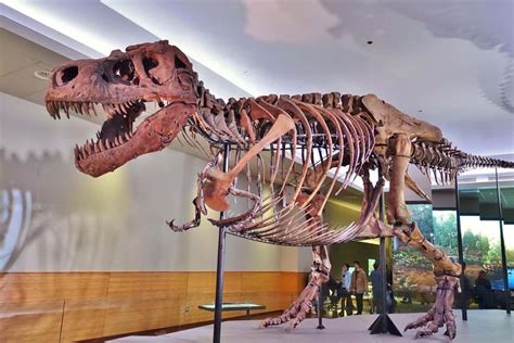 Tyrannosaurus rex may actually be three separate species | New Scientist