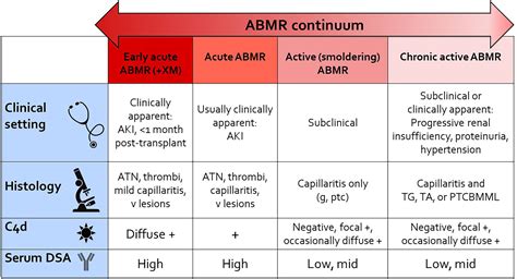 Frontiers | Histopathologic Features of Antibody Mediated Rejection ...