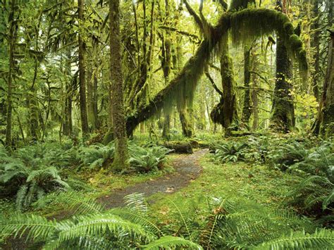 The Most Beautiful Forests to Visit in Washington State