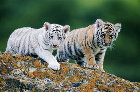 Four newborn Bengal tiger cubs take first steps in east China - CGTN