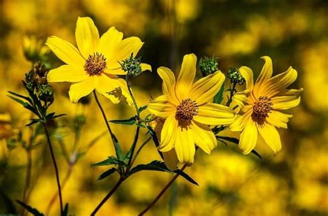 47 Native Plants for Florida: Flowers, Shrubs, and Trees - Lawnstarter