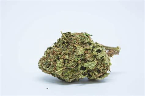 Blueberry Diesel Strain of Marijuana | Weed | Cannabis | Herb | Herb