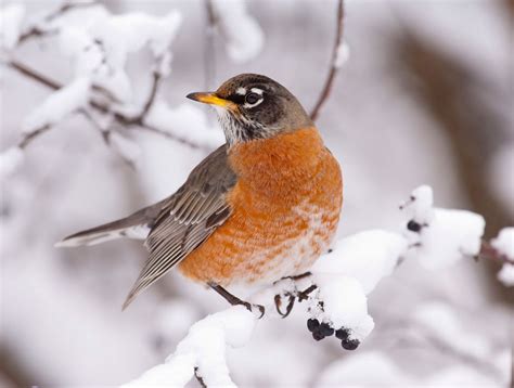 Adata: Where Do Robins Go For Winter