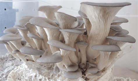 Mushroom Spores 101: A Beginner's Guide to Buying and Using - Suzy ...