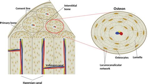 Osteon: Structure, Turnover, and Regeneration | Tissue Engineering Part ...