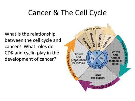 PPT - THE CELL CYCLE AND CANCER PowerPoint Presentation, free download ...