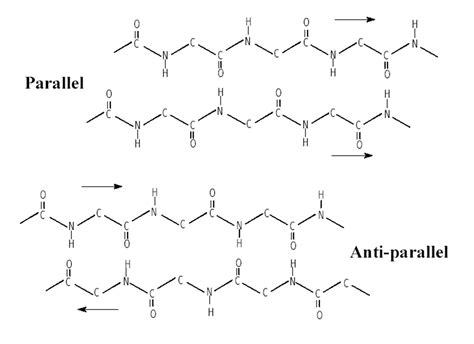 Secondary Structure Beta Pleated Sheet