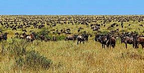 Wildebeest - Wikipedia