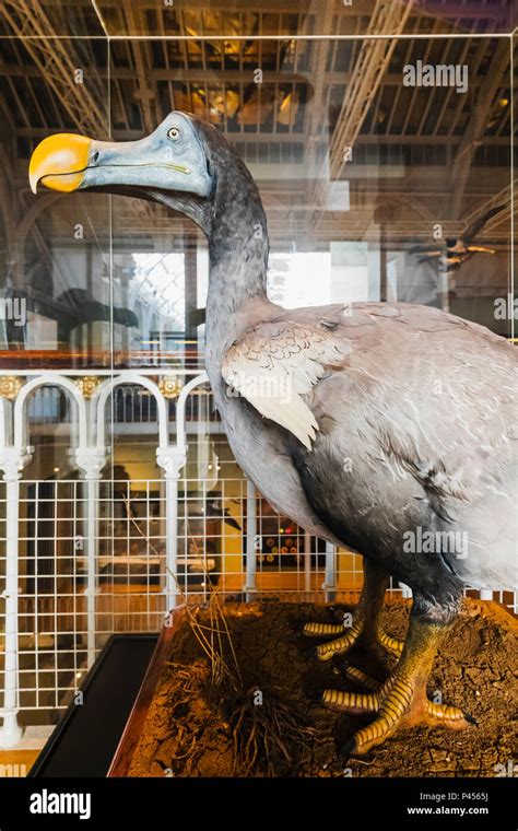 Dodo bird museum hi-res stock photography and images - Alamy